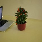 Plant Scan – Plant Generative Visualization